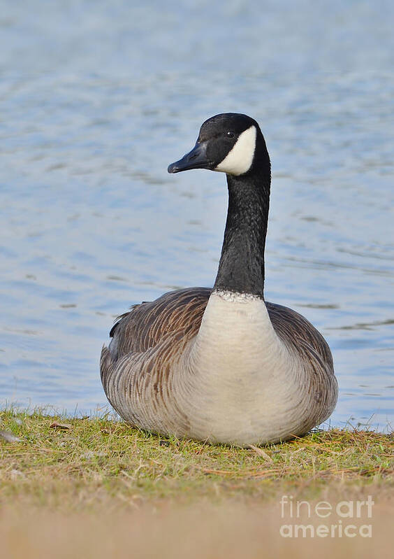 Goose Art Print featuring the photograph Canada Goose Resting By The Lake by Kathy Baccari