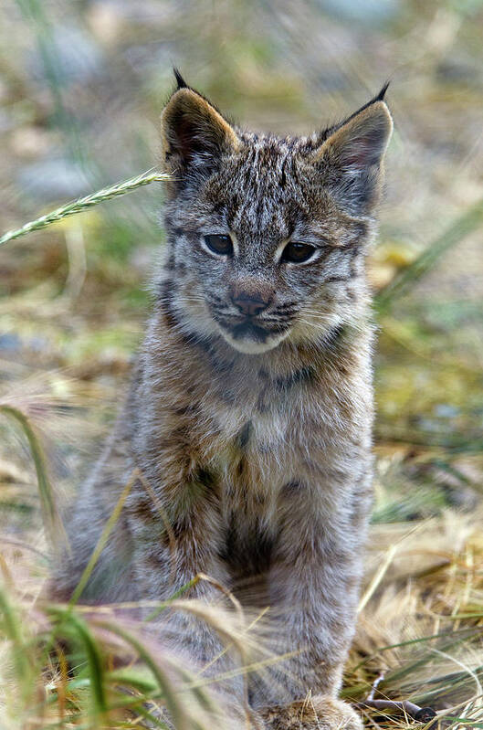 Kitten Art Print featuring the photograph Canada Lynx Kitten by Mark Newman