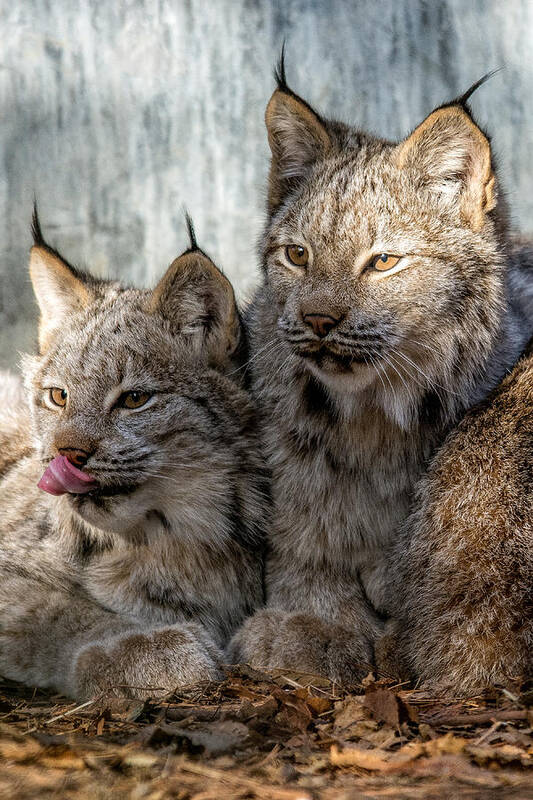 Lynx Art Print featuring the photograph Canada Lynx by Michael Hubley
