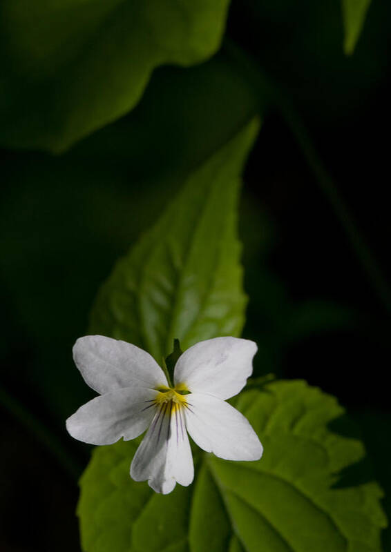 Canada Violet Art Print featuring the photograph Canada Violet by Melinda Fawver