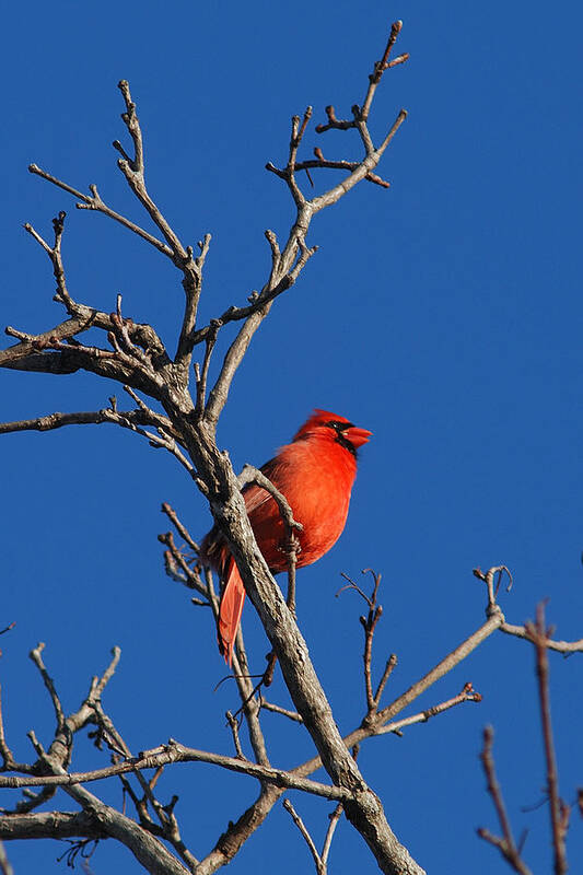 Songbirds Art Print featuring the photograph CARDINAL and BLUE by Janice Adomeit