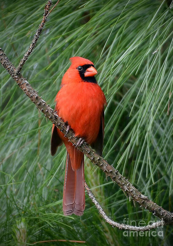 Cardinal Art Print featuring the photograph Cardinal In A Pine Tree by Kathy Baccari