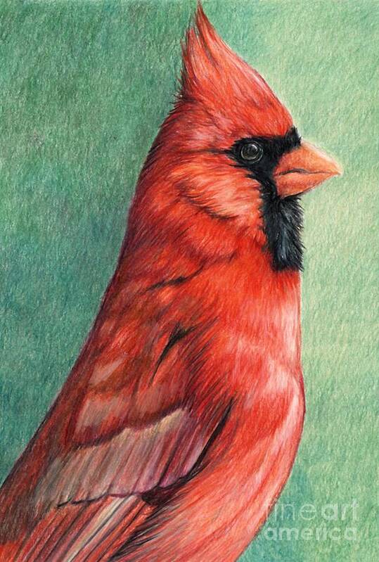 Bird Art Print featuring the drawing Cardinal Profile by Charlotte Yealey