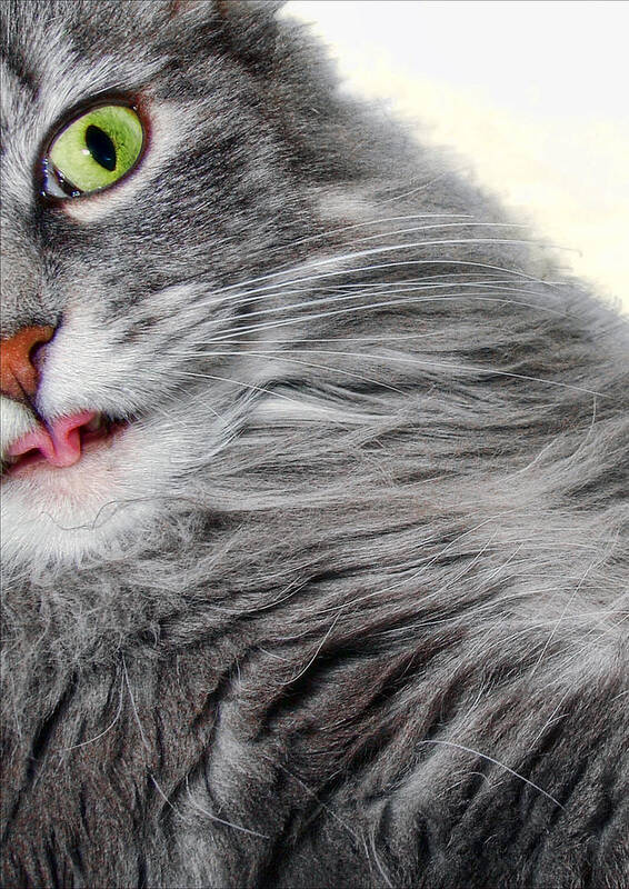 Cat Art Print featuring the photograph Cat with a Curled Tongue by Louise Kumpf