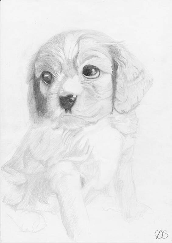 Cavalier Art Print featuring the drawing Cavalier King Charles Spaniel Puppy by David Smith