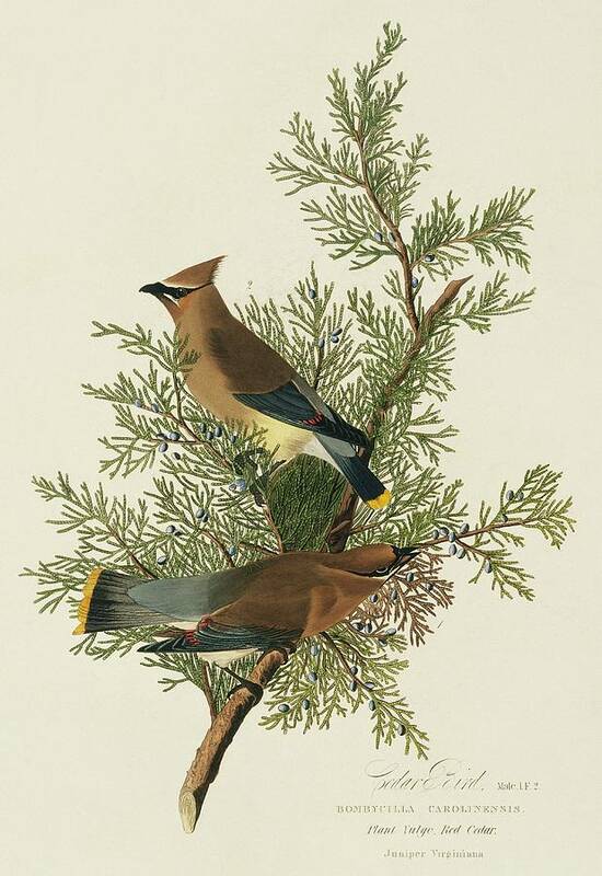 Illustration Art Print featuring the photograph Cedar Waxwings by Natural History Museum, London/science Photo Library