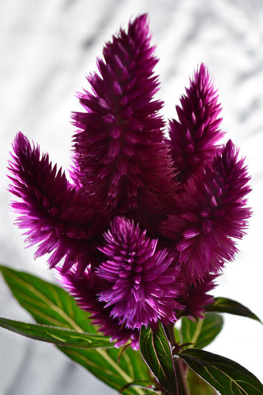 Celosia Art Print featuring the photograph Celosia by Terence Davis