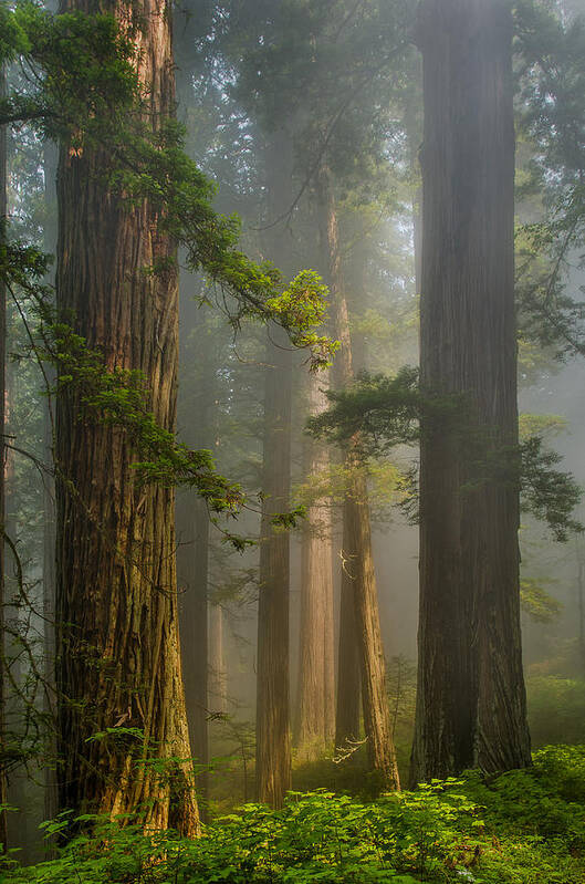 Redwoods Art Print featuring the photograph Center of Forest by Greg Nyquist