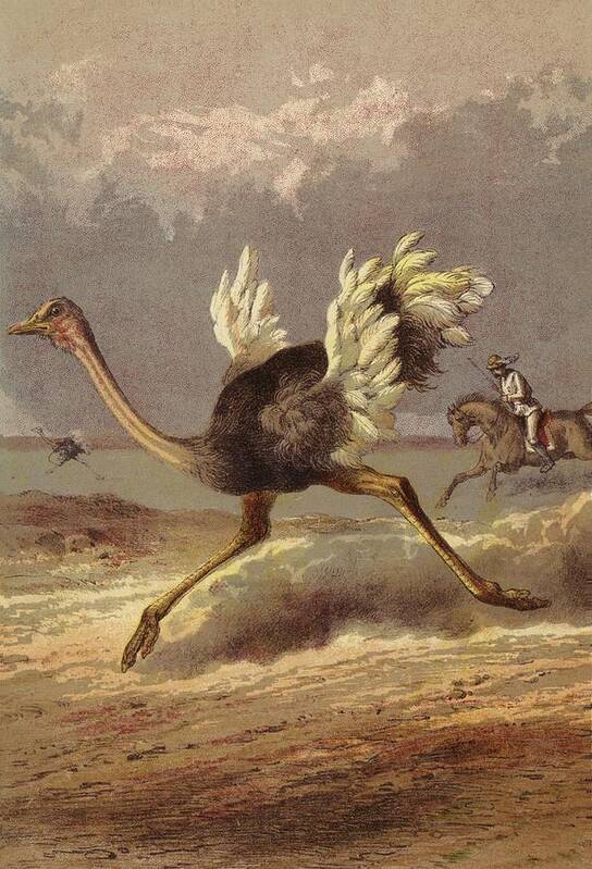 Ostrich Art Print featuring the painting Chasing The Ostrich by English School