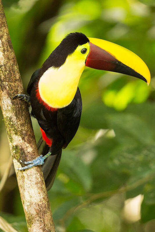 Chestnut Billed Toucan Art Print featuring the photograph Chestnut Billed Toucan Costa Rica by Natural Focal Point Photography