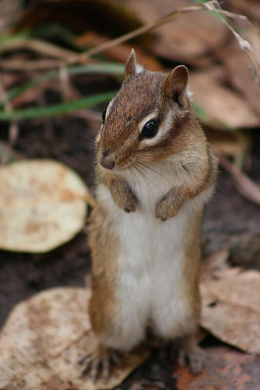 Chipmunk Standing Art Print featuring the photograph Chipmunk by Paula Brown