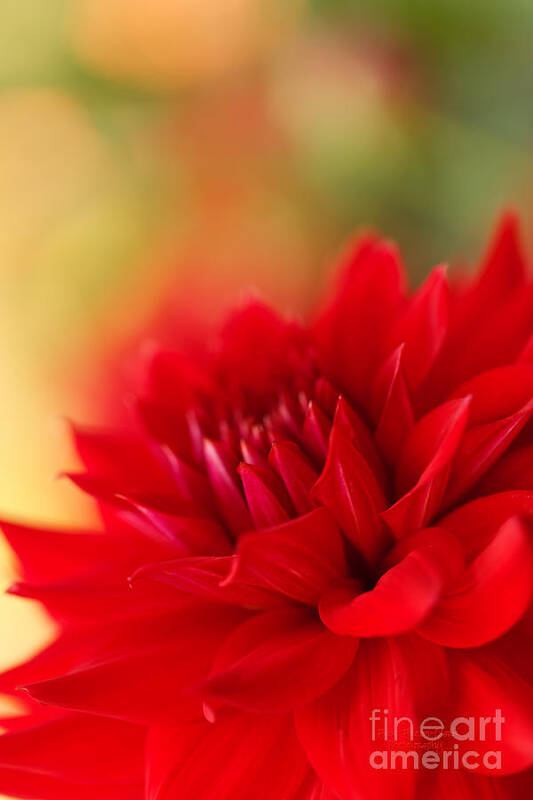 Dahlia Art Print featuring the photograph Christmas Red by Beve Brown-Clark Photography