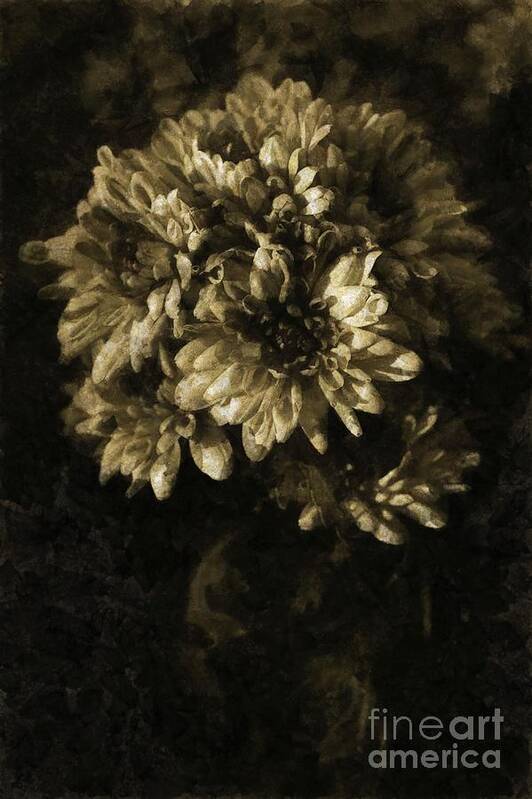 Chrysanthemum Art Print featuring the photograph Chrysanthemum by Dariusz Gudowicz
