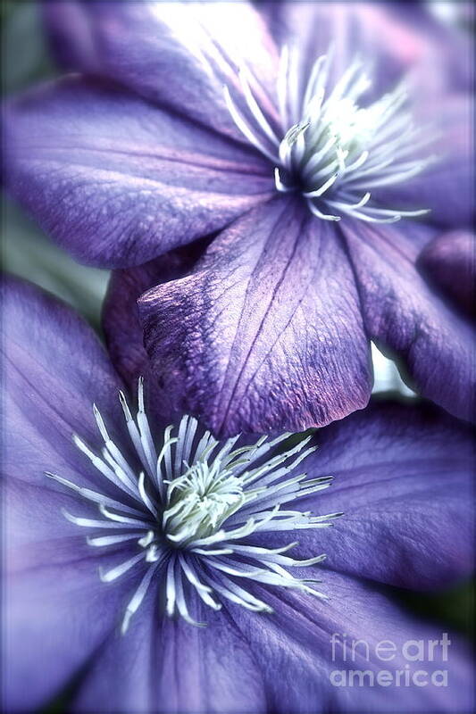 Clematis Art Print featuring the photograph Clematis by Linda Bianic