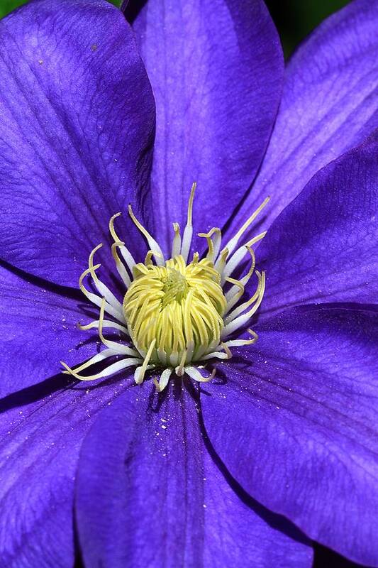 Clematis Art Print featuring the photograph Clematis Queen of the Climbers by Andrea Lazar