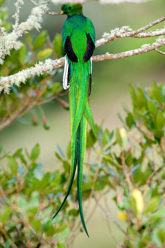 Photography Art Print featuring the photograph Close-up Of A Resplendent Quetzal by Panoramic Images