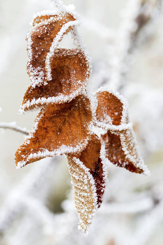 Frozen Art Print featuring the photograph Close Up Of Frosted Dried Brown Leaves by Michael Interisano