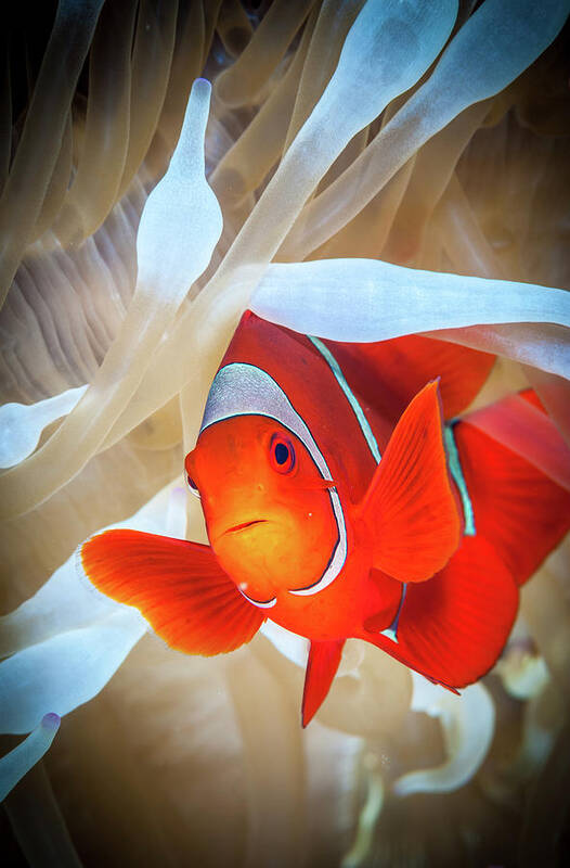 Anemone Art Print featuring the photograph Clownfish Defends His White Anemone by Jan Abadschieff