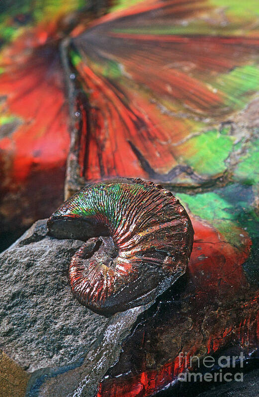 Fossil Art Print featuring the photograph Colorful Ammonite by James L. Amos