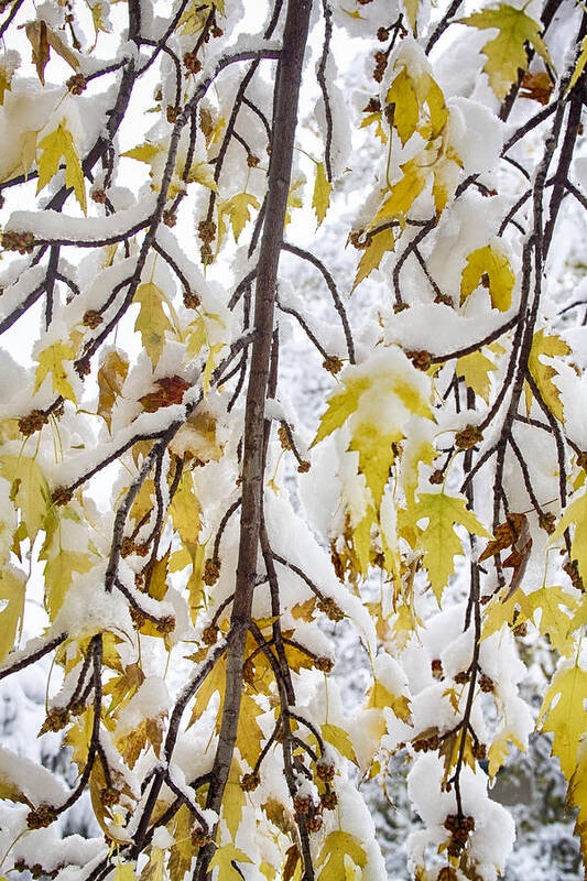 Tree Art Print featuring the photograph Colorful Maple Tree Branches In The Snow 2 by James BO Insogna
