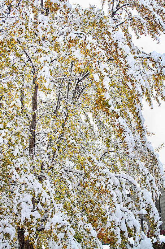 Tree Art Print featuring the photograph Colorful Maple Tree In The Snow by James BO Insogna