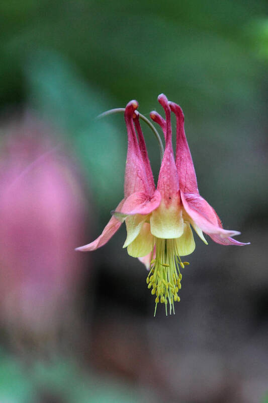 Columbine Art Print featuring the photograph Columbine at Ferry Bluff by Theo