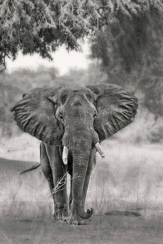 Elephant Art Print featuring the photograph Coming ... by Alessandro Catta