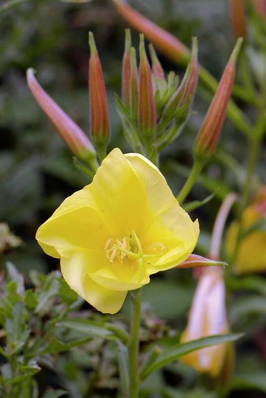 Common Evening Primrose Art Print featuring the photograph Common Evening Primrose by Adrian Thomas