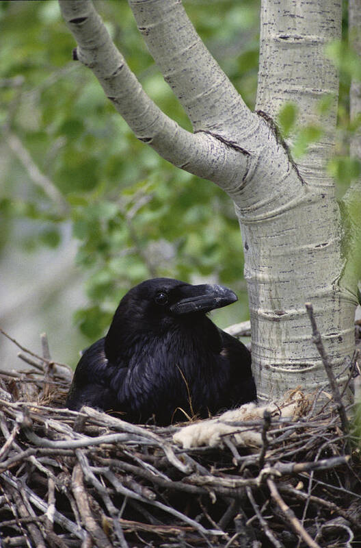 Feb0514 Art Print featuring the photograph Common Raven Incubating Eggs In Nest by Michael Quinton