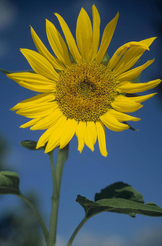 Feb0514 Art Print featuring the photograph Common Sunflower Flower New Mexico by Tim Fitzharris
