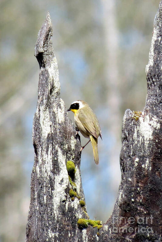Bird Art Print featuring the photograph Common Yellowthroat by Gayle Swigart