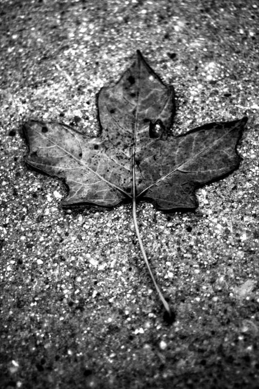 Nature Art Print featuring the photograph Concrete Leaf by Stephanie Hollingsworth
