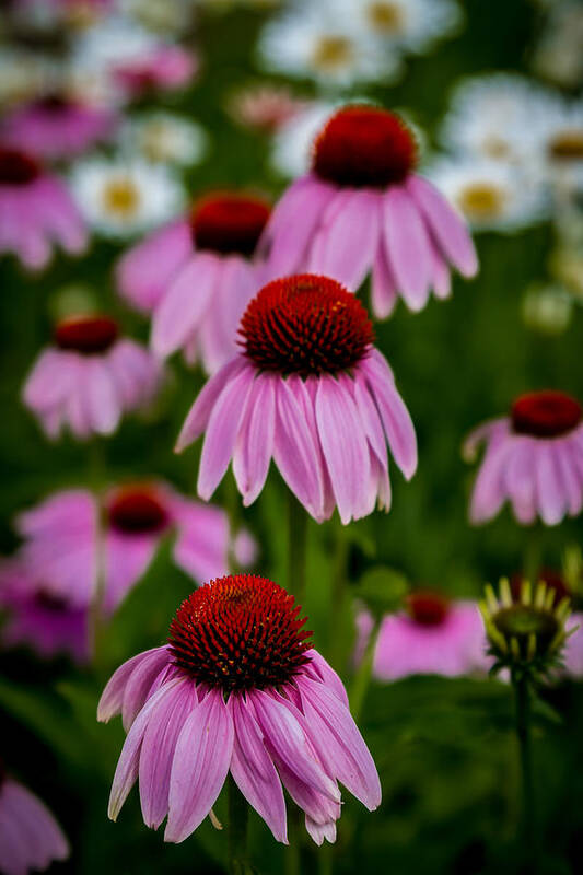Art Art Print featuring the photograph Coneflowers in Front of Daisies by Ron Pate