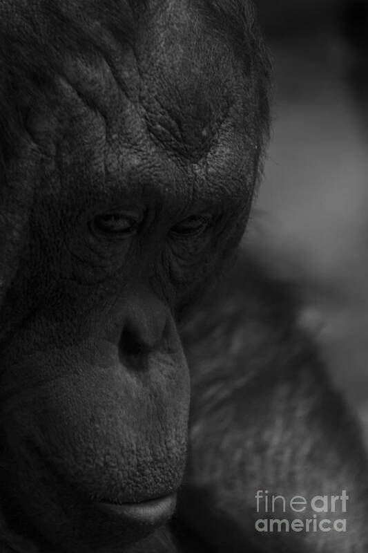Orangutan Art Print featuring the photograph Contemplating Orangutan by Steve Triplett