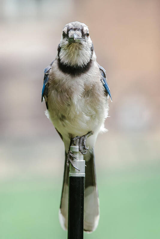 2014 Art Print featuring the photograph Contemplative Blue Jay by Jim Moore
