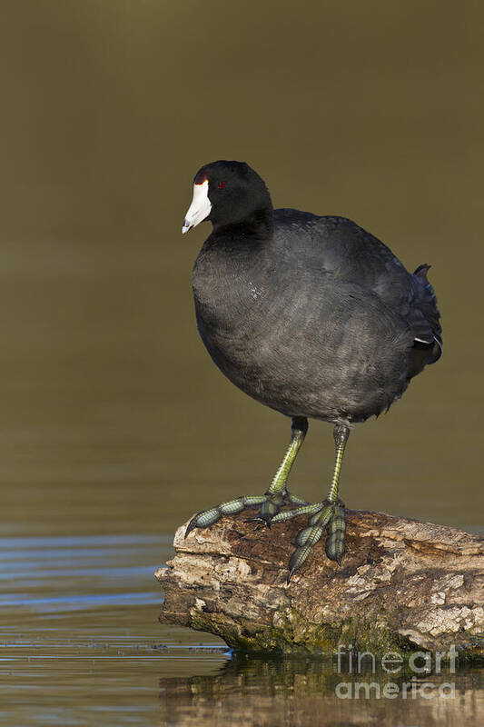Coot Art Print featuring the photograph Coot on a log by Bryan Keil
