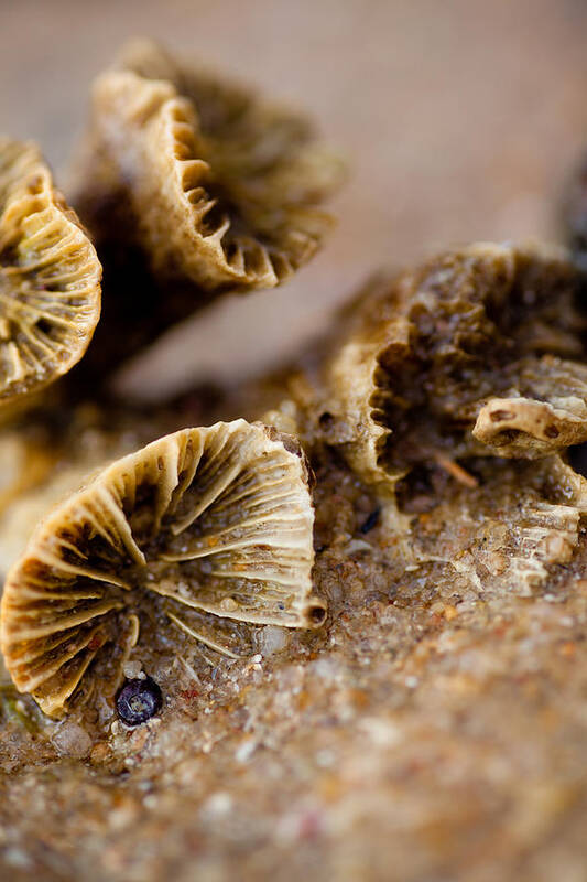 Coral Art Print featuring the photograph Coral in the sand by Carole Hinding