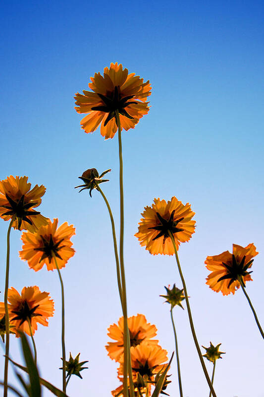 Coreopsis Art Print featuring the photograph Coreopsis In the Sky by Mary Lee Dereske