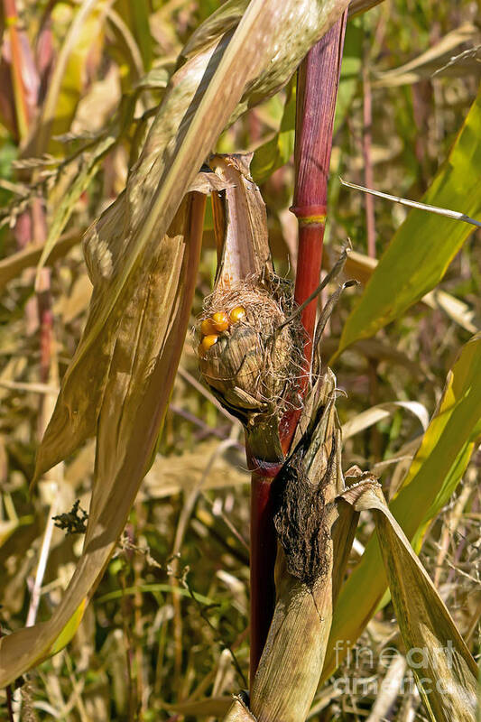 Country Art Print featuring the photograph Corn field by PatriZio M Busnel