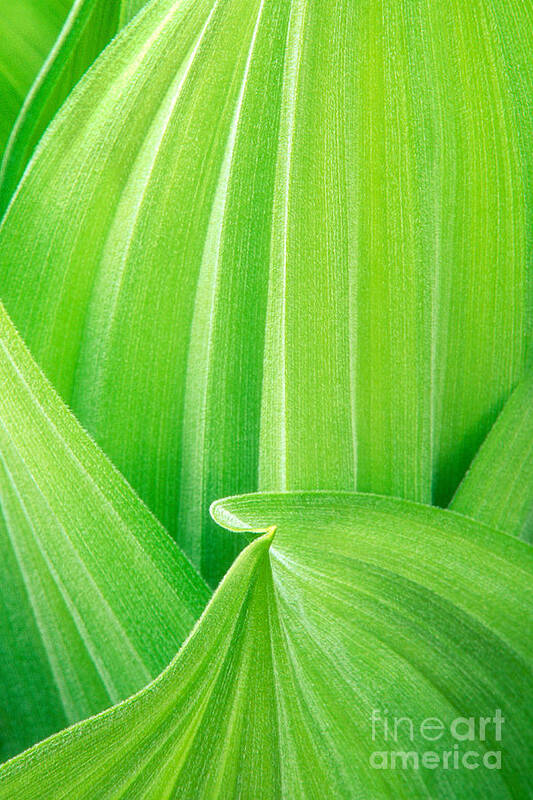 North America Art Print featuring the photograph Corn Lily Leaf Detail Yosemite NP California by Dave Welling