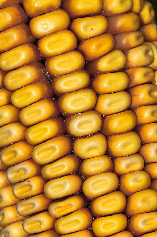Corn Art Print featuring the photograph Cornrows by Gene Tatroe