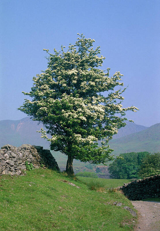 Crataegus Monogyna In Blossom. Art Print featuring the photograph Crataegus Monogyna In Blossom. by W Broadhurst/science Photo Library