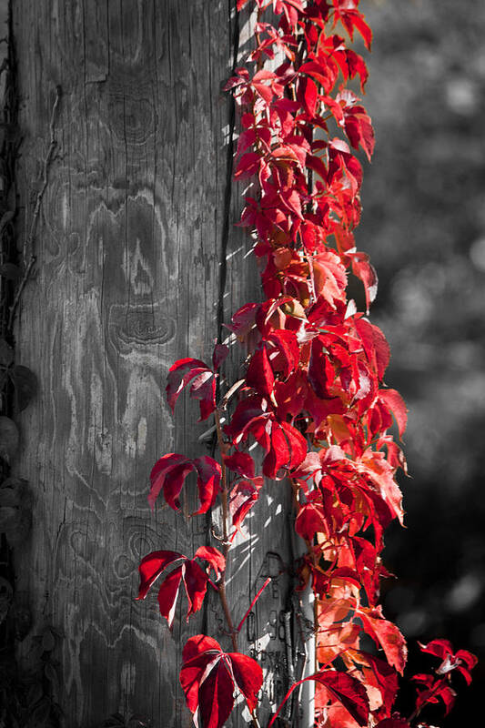 Virginia Creeper Art Print featuring the photograph Creeper on Pole Desaturated by Teresa Mucha