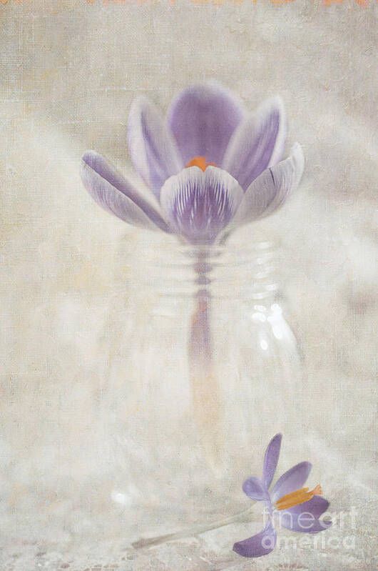 Crocus Art Print featuring the photograph Crocus by Marion Galt