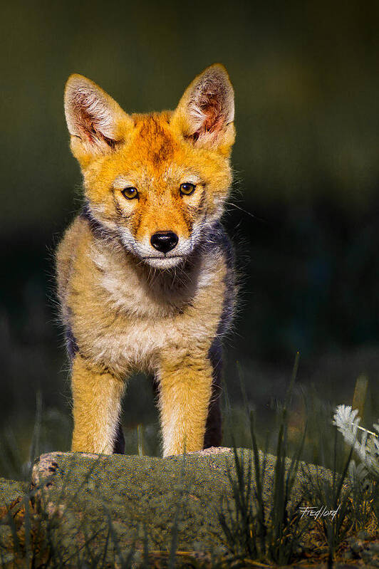Coyote Art Print featuring the photograph Curious Coyote Pup by Fred J Lord