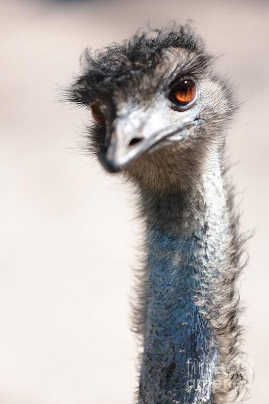 Emu Art Print featuring the photograph Curious Emu by Carol Groenen