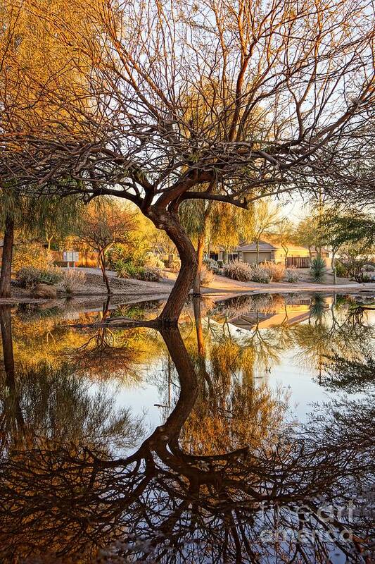 Autumn Art Print featuring the photograph Curved Reflection by Kerri Mortenson