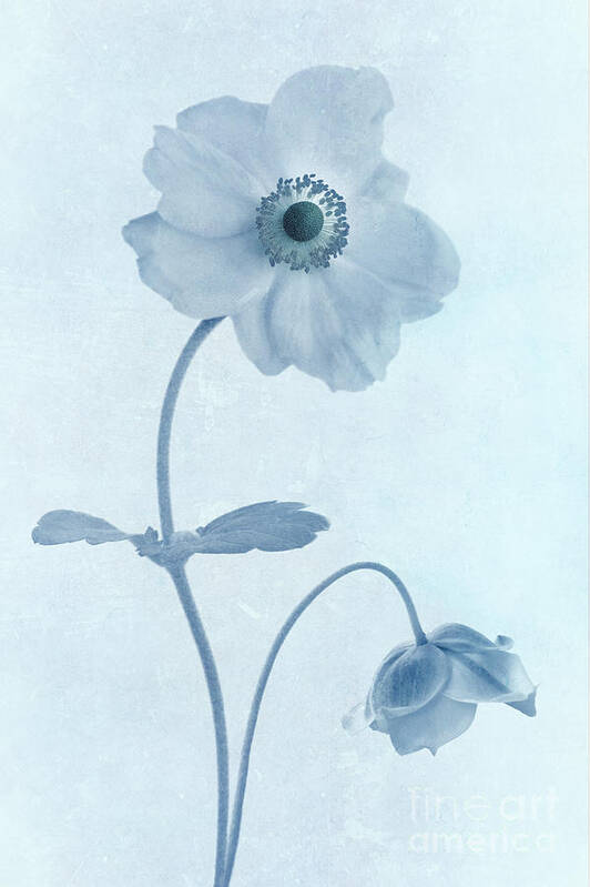 Japanese Windflowers Art Print featuring the photograph Cyanotype Windflowers by John Edwards