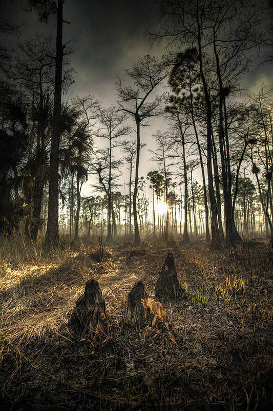 Everglades Art Print featuring the photograph Cypress Stumps And Sunset Fire by Bradley R Youngberg