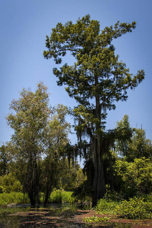 Cypress Tree Art Print featuring the photograph Cypress Tree with Moss by Gregory Daley MPSA